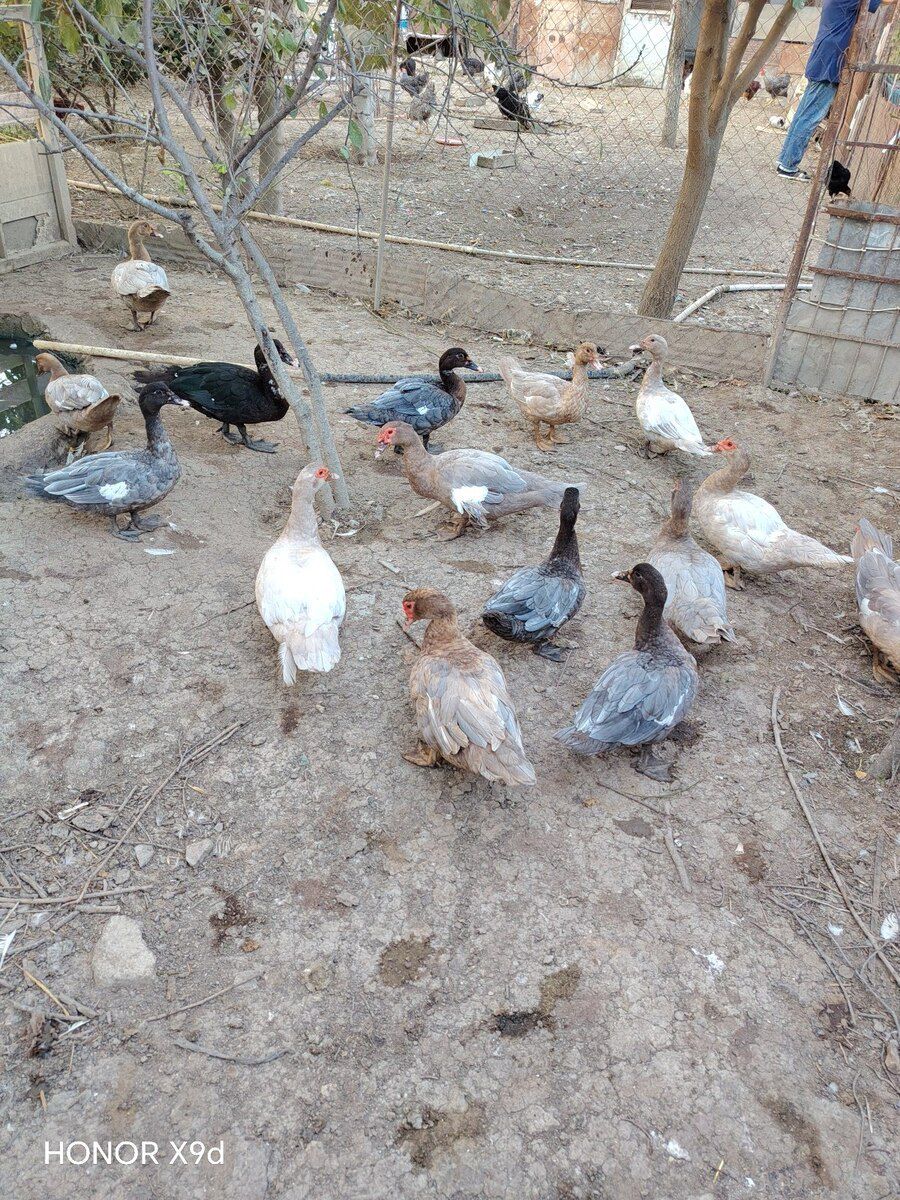 Ördəklər — Quşlar, Sumqayıt (6)