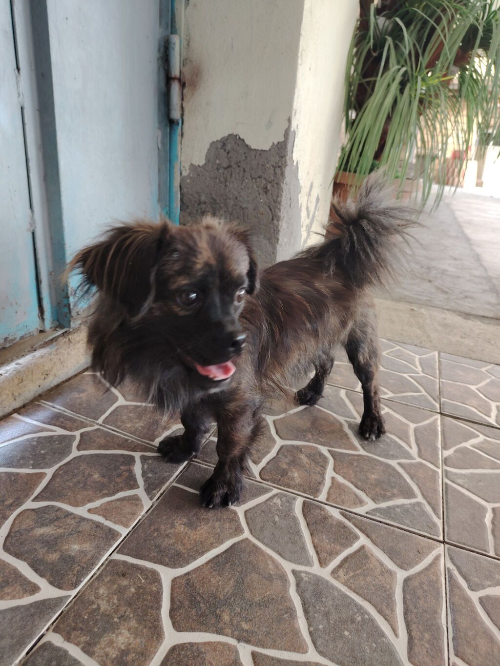 Pekines, 7 ay, Erkək, Ödənişli çatdırılma — Köpəklər, Yevlax (4)