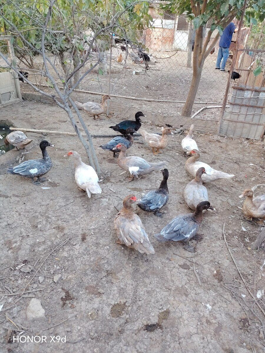 Ördəklər — Quşlar, Sumqayıt