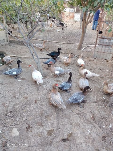 Ördəklər — Quşlar