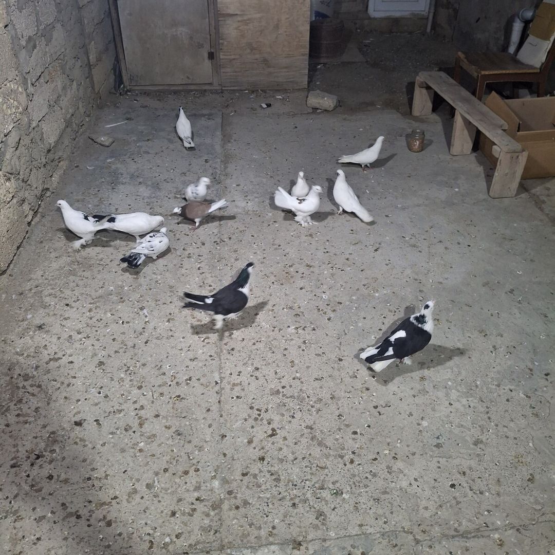 Göyərçinlər — Quşlar, Bakı (4)