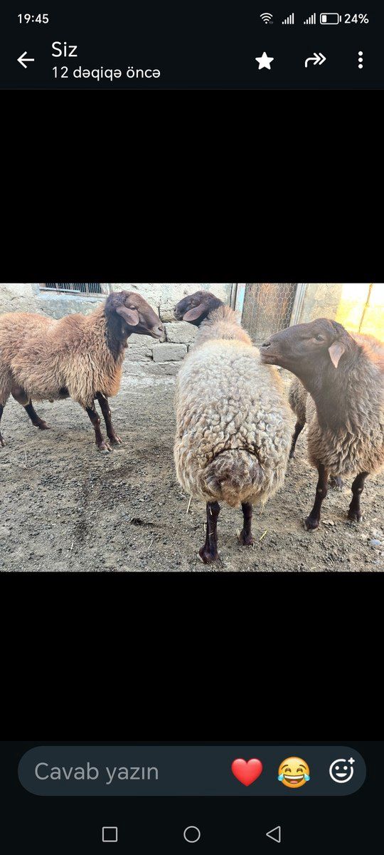 Qoçlar — Kənd təsərrüfatı heyvanları, Bakı (3)