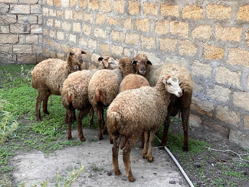 Satılır — Kənd təsərrüfatı heyvanları, Digah (2)