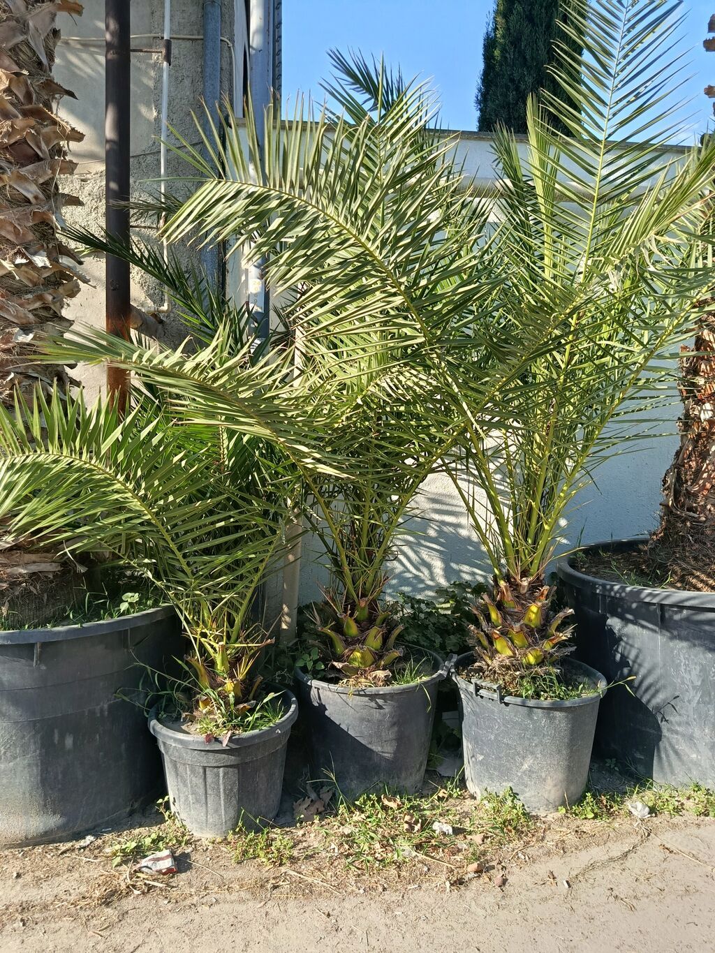 Xurma palmaları – qablarda - Bitki: Xurma (Phoenix dactylifera tipli — Ağaclar və fidan, Digah (3)
