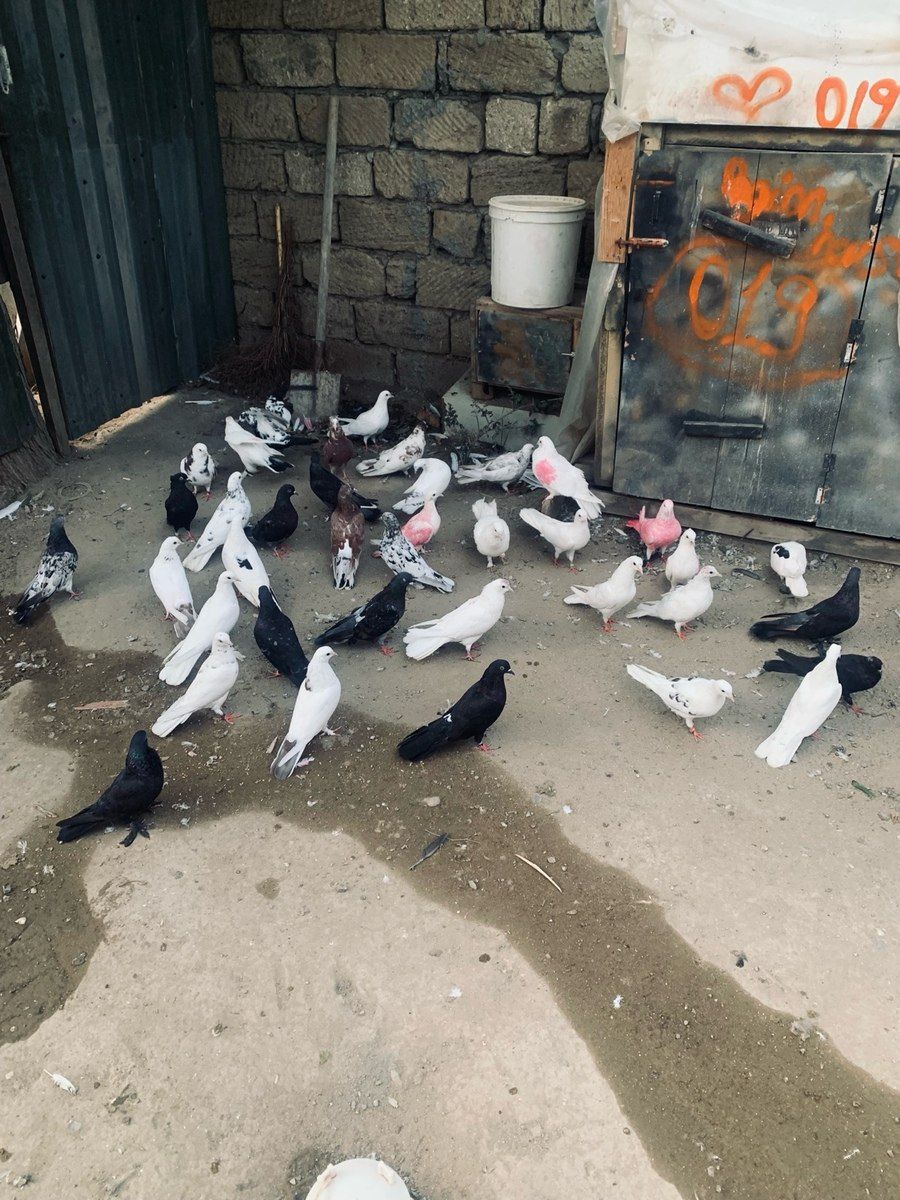 Göyərçinlər — Quşlar, Bakı (7)