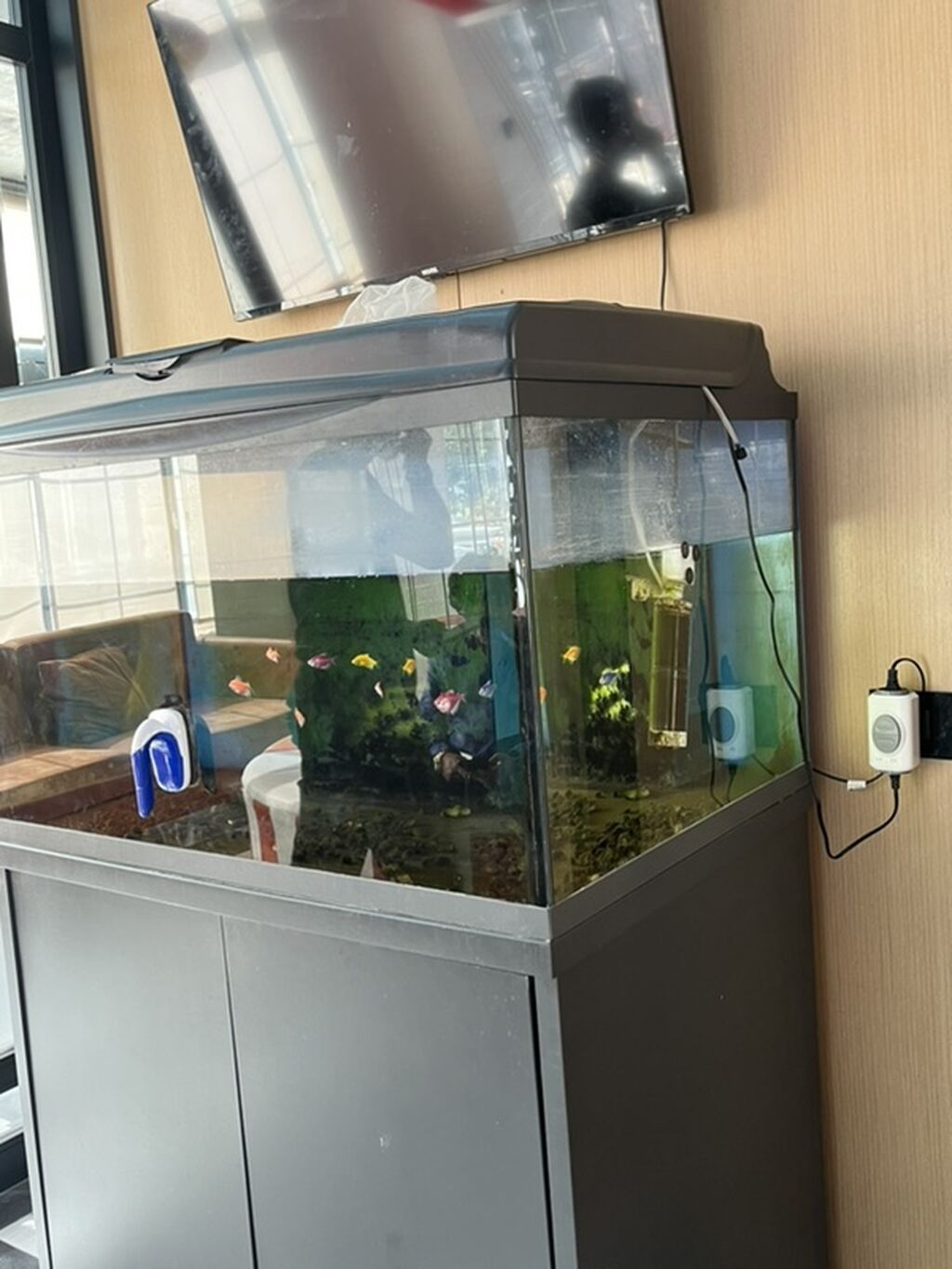 Böyük həcmli akvarium komplekti - Şüşə akvarium: geniş ön baxış — Akvariumlar və balıqlar, Bakı (5)