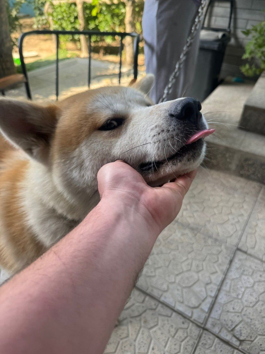 Akita-inu — Köpəklər, Bakı (3)