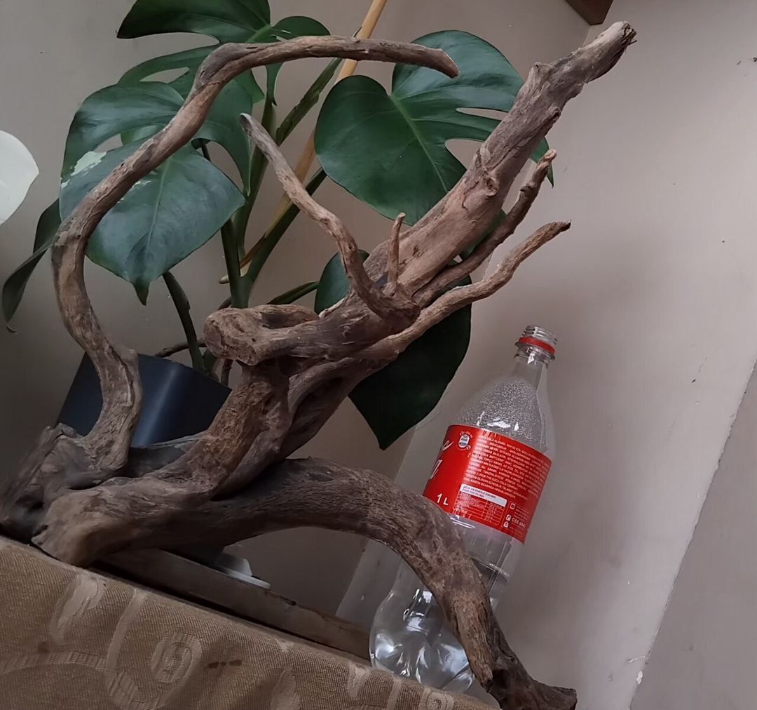 Azalea — Akvariumlar və balıqlar, Bakı (2)