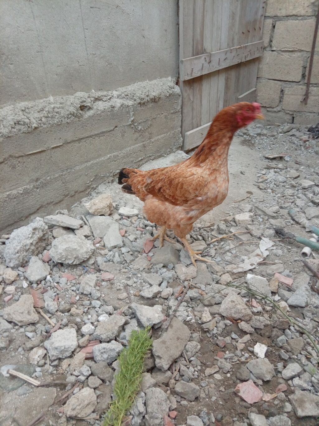 Heyratı satılır — Toyuq və xoruz, Sumqayıt (2)