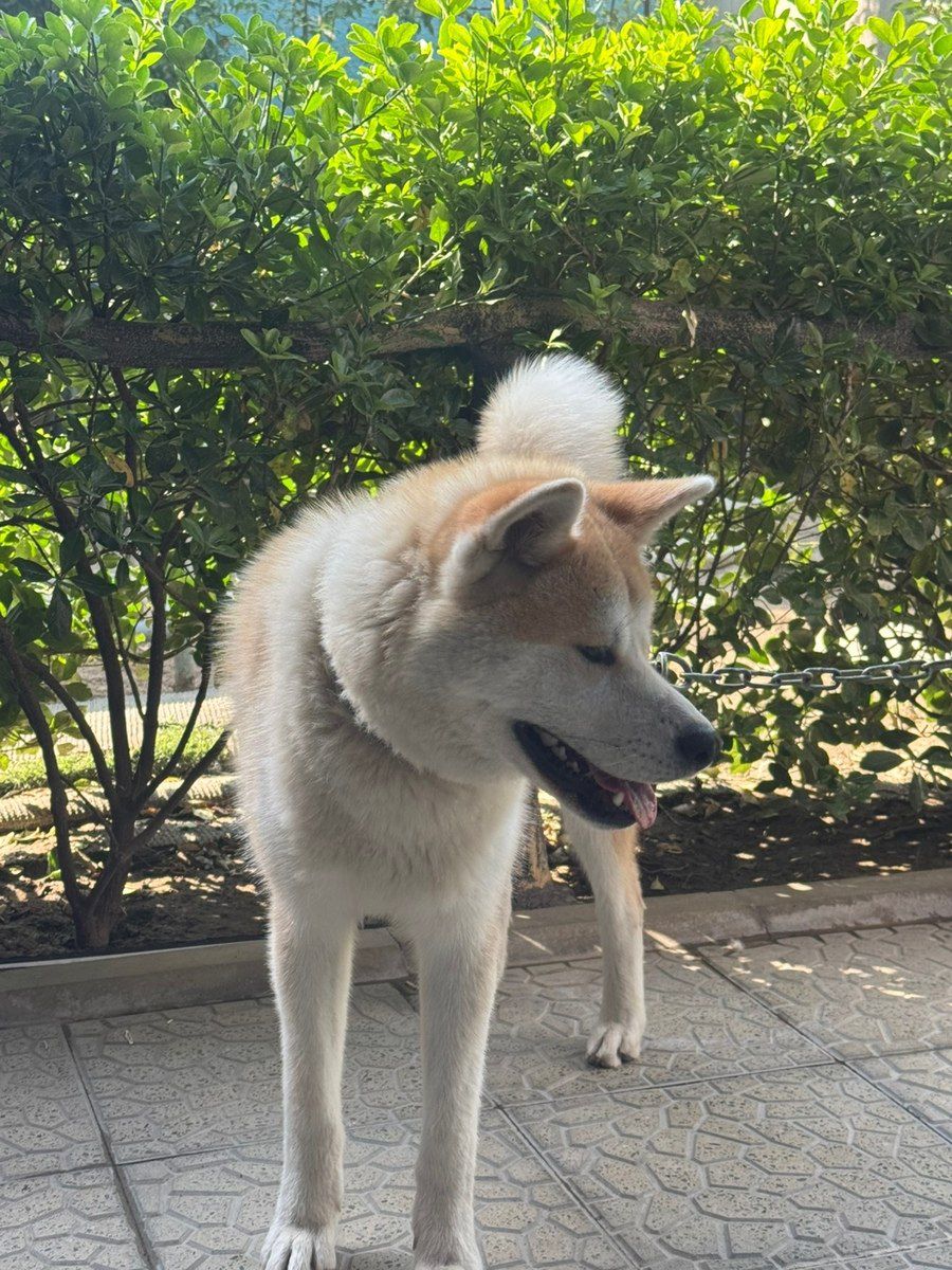 Akita-inu — Köpəklər, Bakı (5)