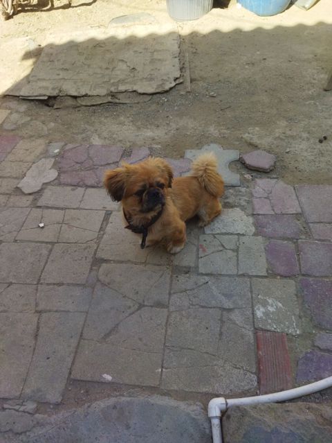 Pekines — Bakı