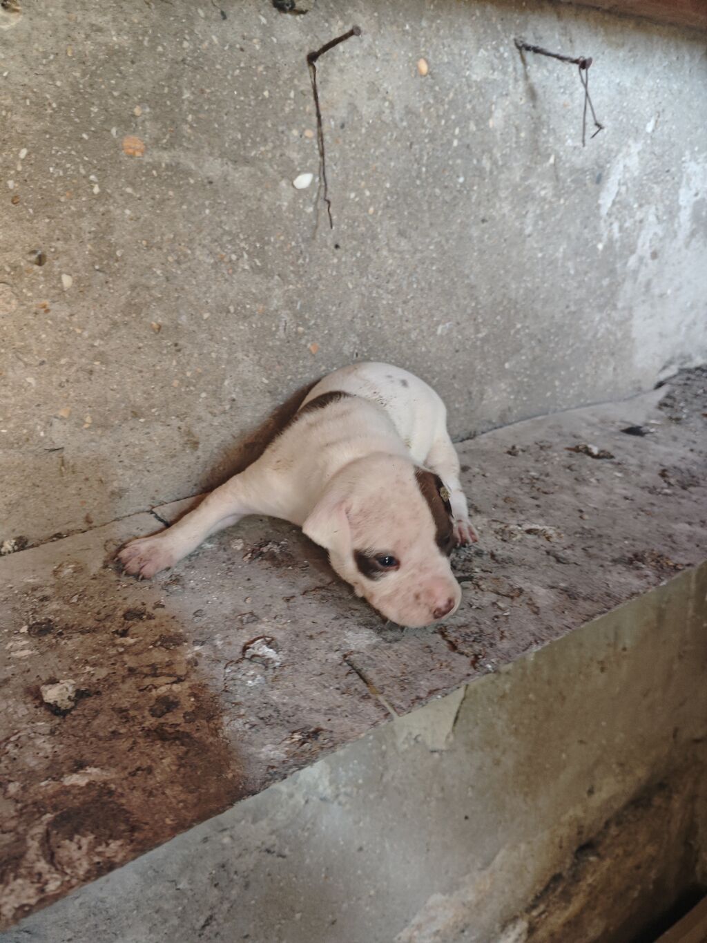 Pitbul, 1 ay, Dişi, Ödənişli çatdırılma — Köpəklər, Sumqayıt (5)