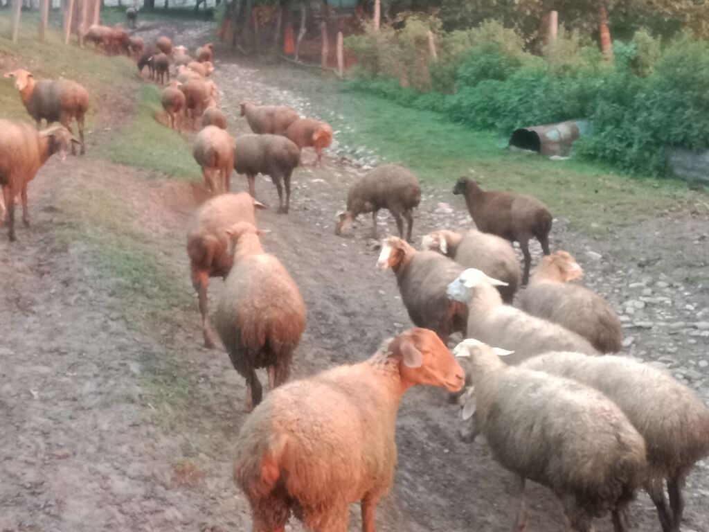 Mal-qara üçün xırdabuynuzlu sürü - Növ: qoyun-keçi sürüsü (əsasən — Kənd təsərrüfatı heyvanları, Qusar (4)