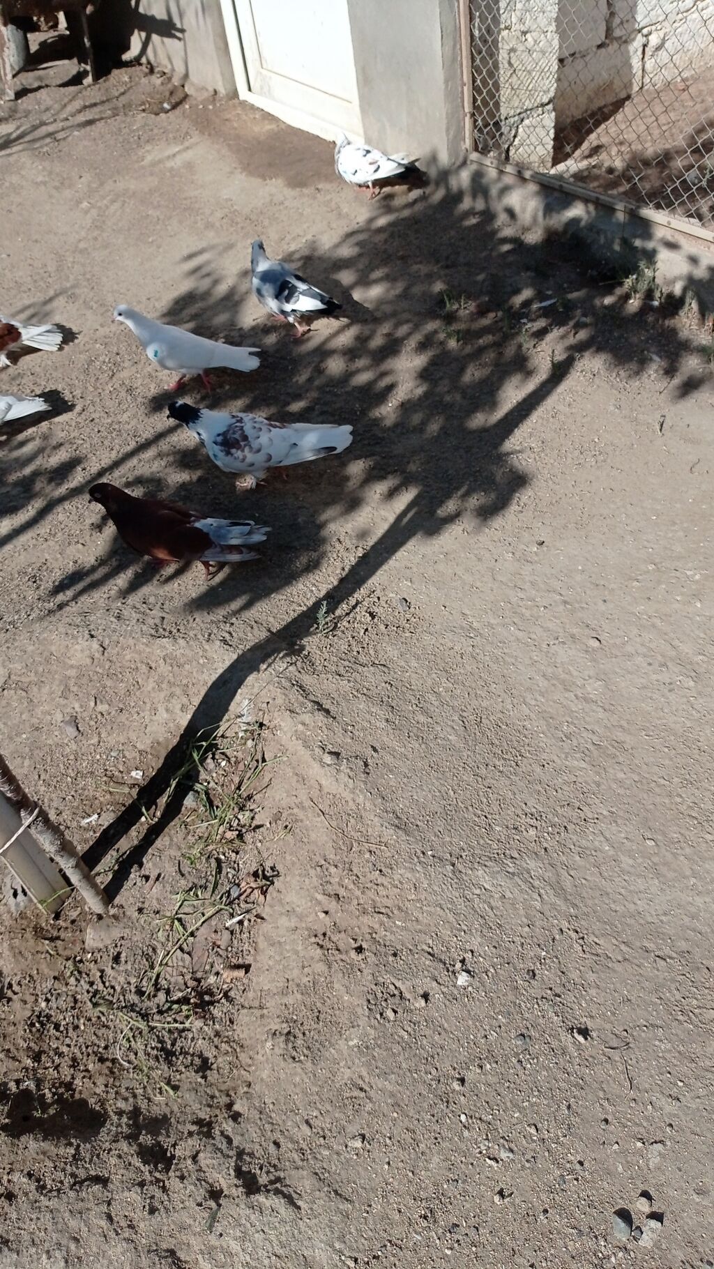 Salam aleykum unvan merdekan catdrlma ödenis olnarsa olar qiymetde — Göyərçin, Digah (7)