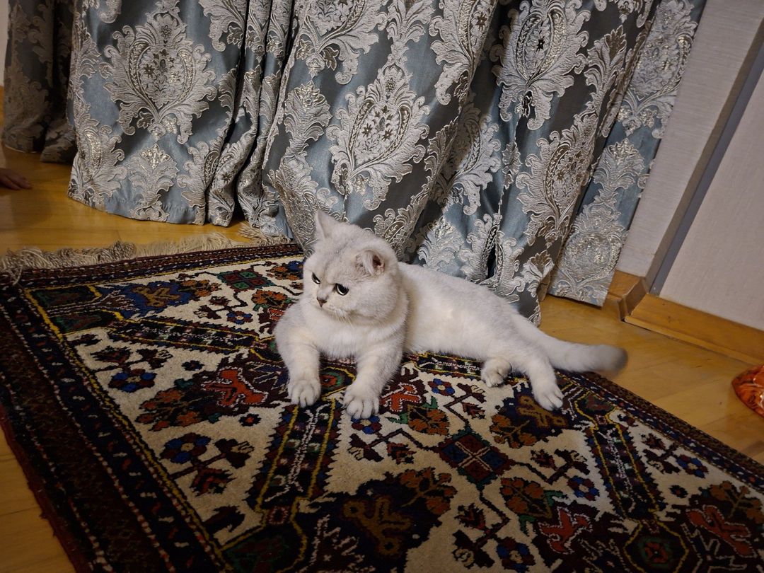 Pişik — Pişiklər, Bakı (3)