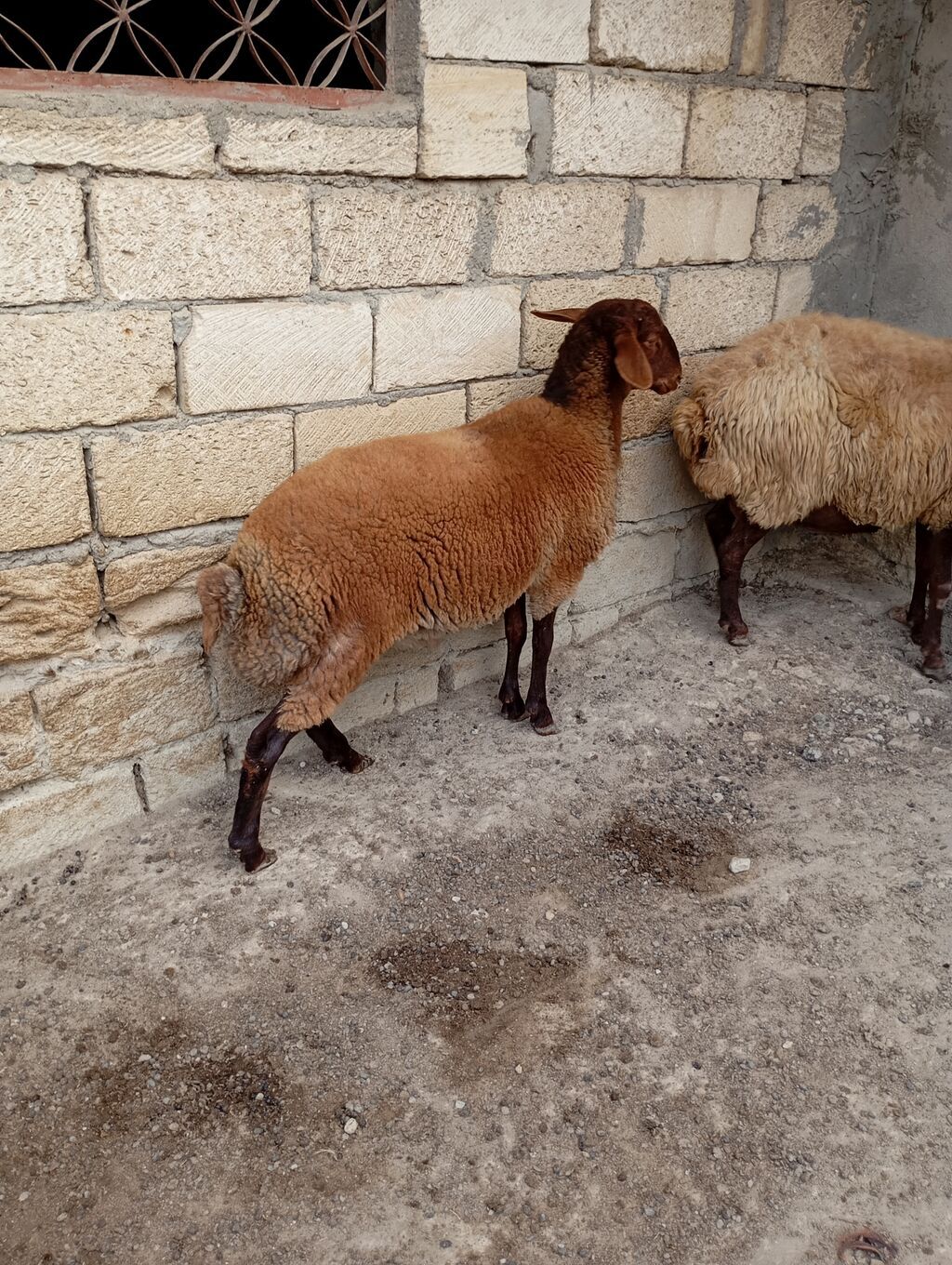 7 aylıq erkey toğlu — Kənd təsərrüfatı heyvanları, Xırdalan (3)