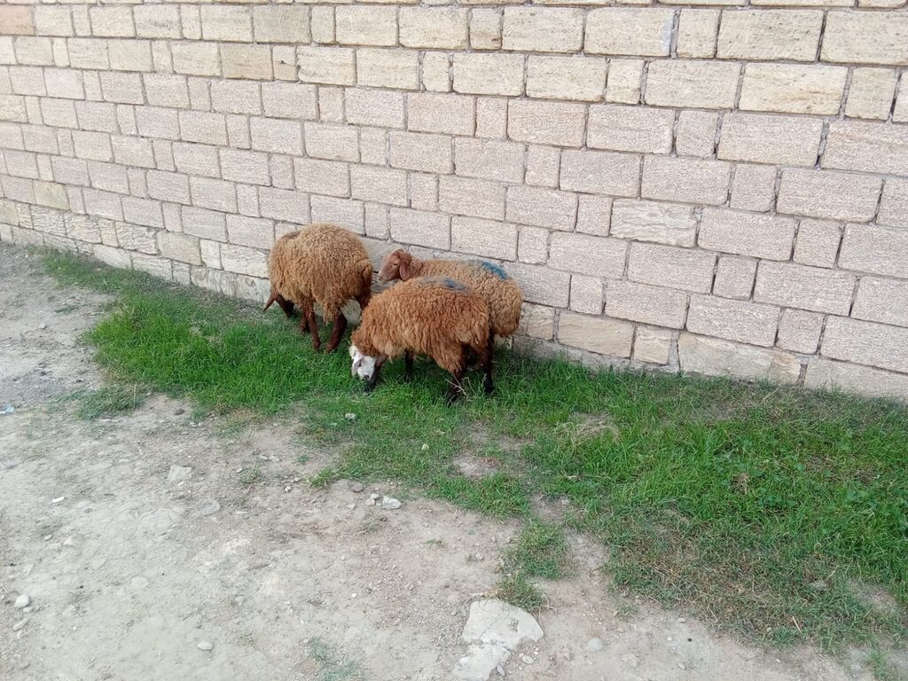 2 dene dişi quzu cütü 450 — Kənd təsərrüfatı heyvanları, Xırdalan (4)