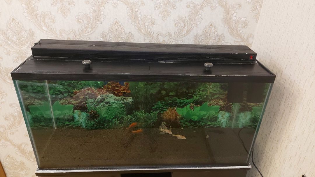 Akvarium — Akvariumlar və balıqlar, Bakı (7)