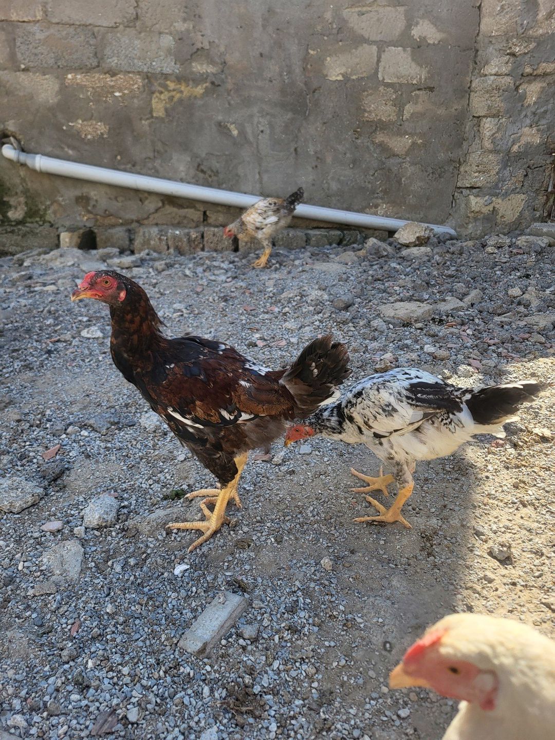 Toyuqlar — Quşlar, Bakı (2)