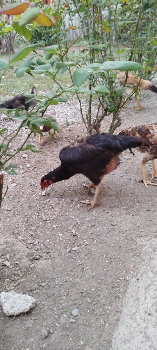 Heyratı fərə və xoruzlar — Quşlar, Xaçmaz (5)