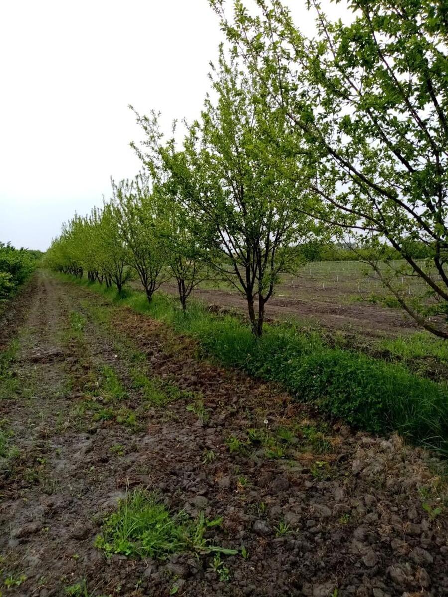 Satılır torpaq 35 sot — Torpaq, Xaçmaz (2)