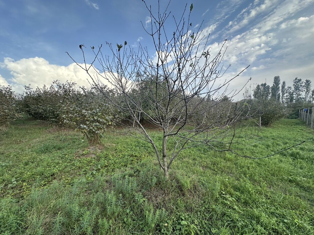 32 sot, Kənd təsərrüfatı, Mülkiyyətçi, Kupça (Çıxarış) — Torpaq, Xaçmaz (5)