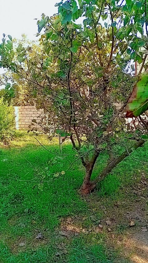 Şəhərin tam mərkəzindədir.Həyətyanı torpaq sahəsidir.7 sotu satılır — Ağcabədi