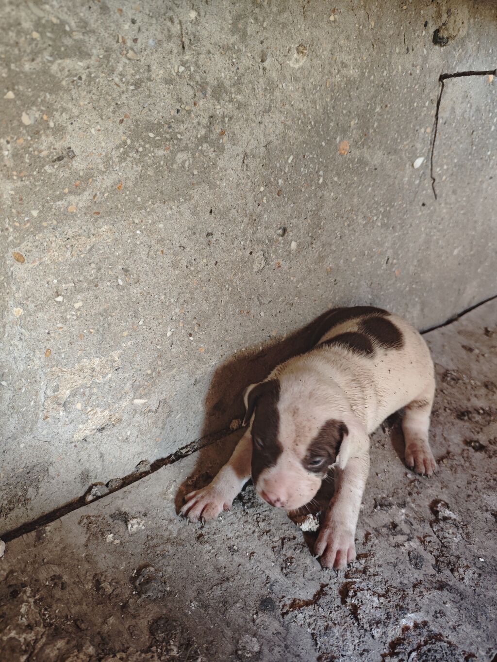 Pitbul, 1 ay, Dişi, Ödənişli çatdırılma — Köpəklər, Sumqayıt (8)
