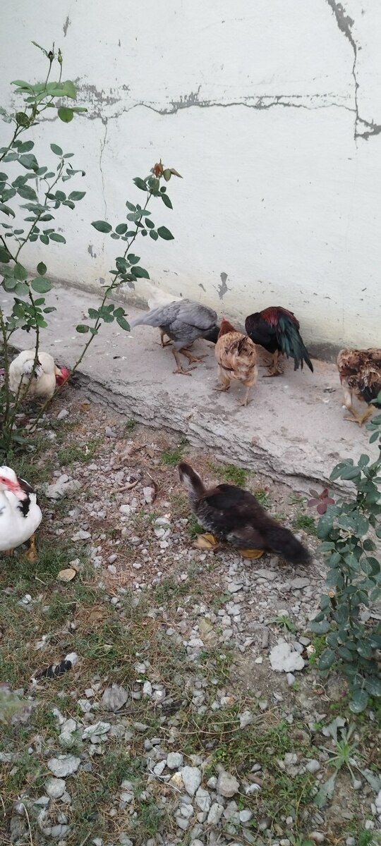 Heyratı fərə və xoruzlar — Quşlar, Xaçmaz (4)