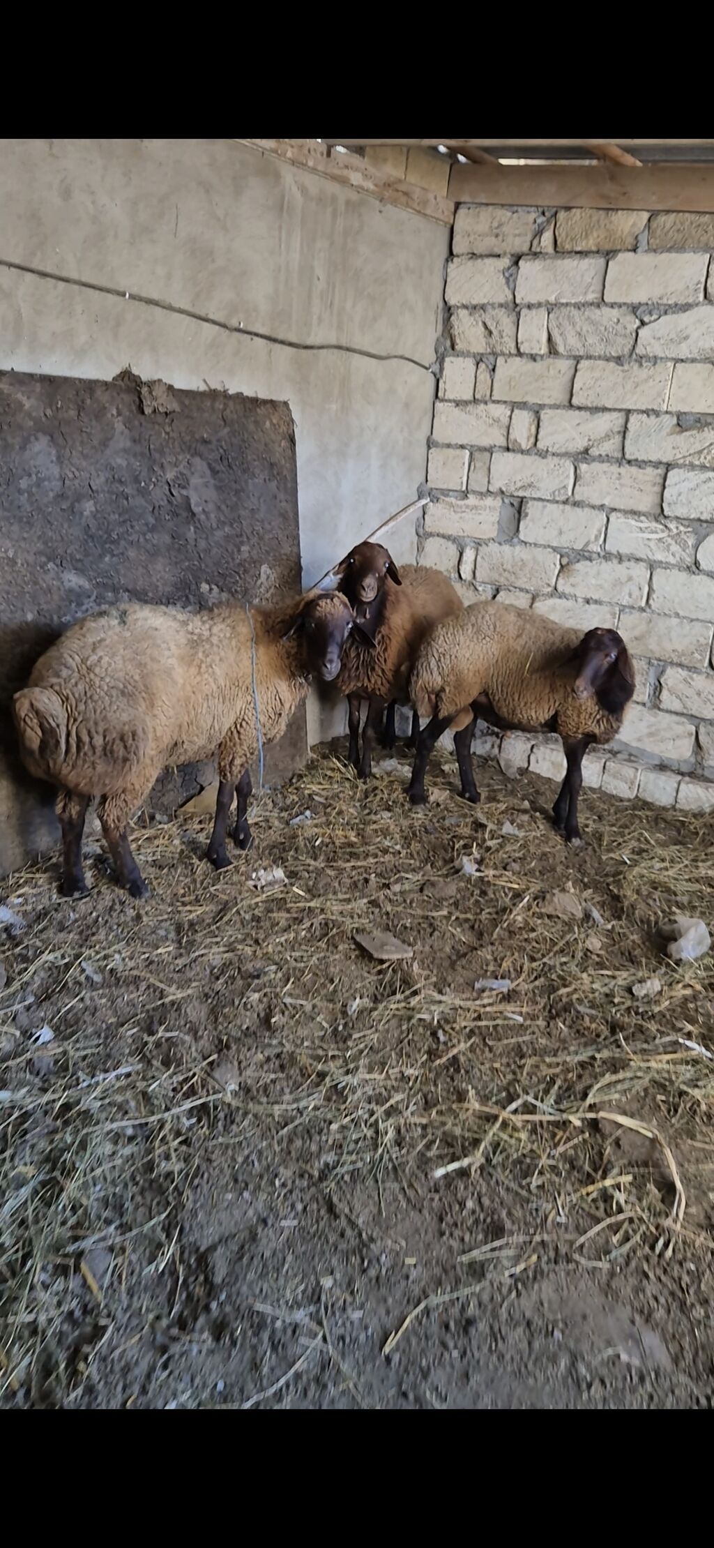 3 eded qoçlar cavan heyvanlardi 1inin 1yaşi olub qalanlari cavandi — Kənd təsərrüfatı heyvanları, Bakı (6)