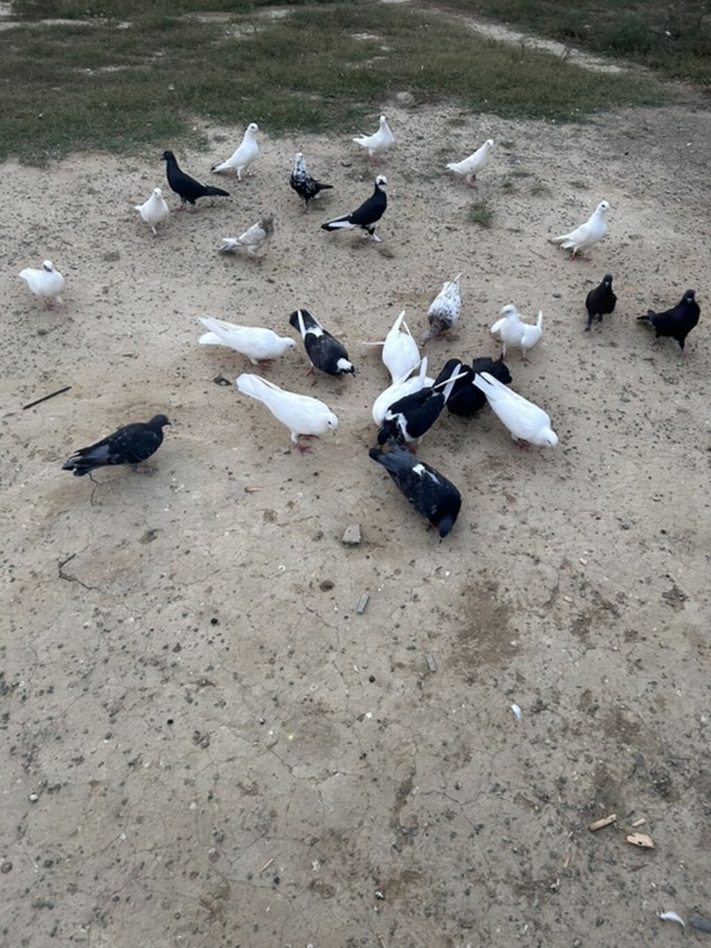 Salam tutulma quslar tek tekde satılır qıymet. Ferqlı olacaq optavoy 4 — Göyərçin, Sumqayıt (5)