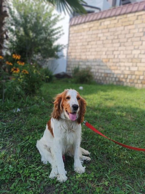 İngilis Springer Spaniel tipli it - Rəng: ağ-qəhvəyi ləkəli - Uzun — Bakı