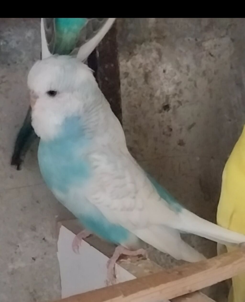 Məhsul: Dalmatin/quşxana növlü dalmatin yox, dalğalı papuqay — Tutyun papağayı, Xırdalan (3)