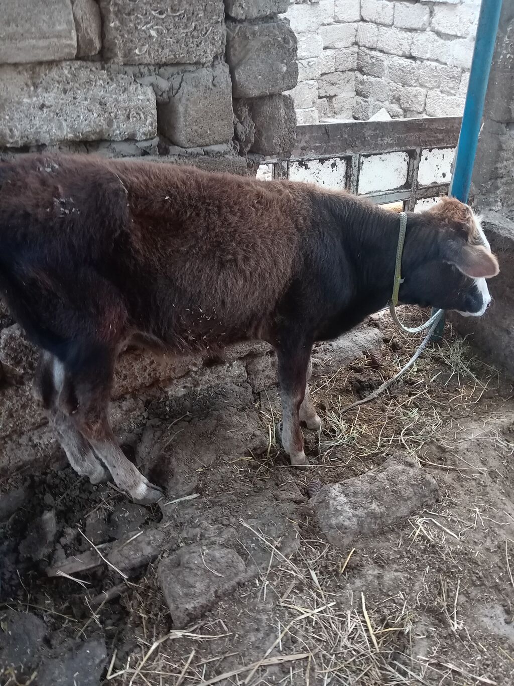 Saglam erkek danadir — Kənd təsərrüfatı heyvanları, Digah (2)
