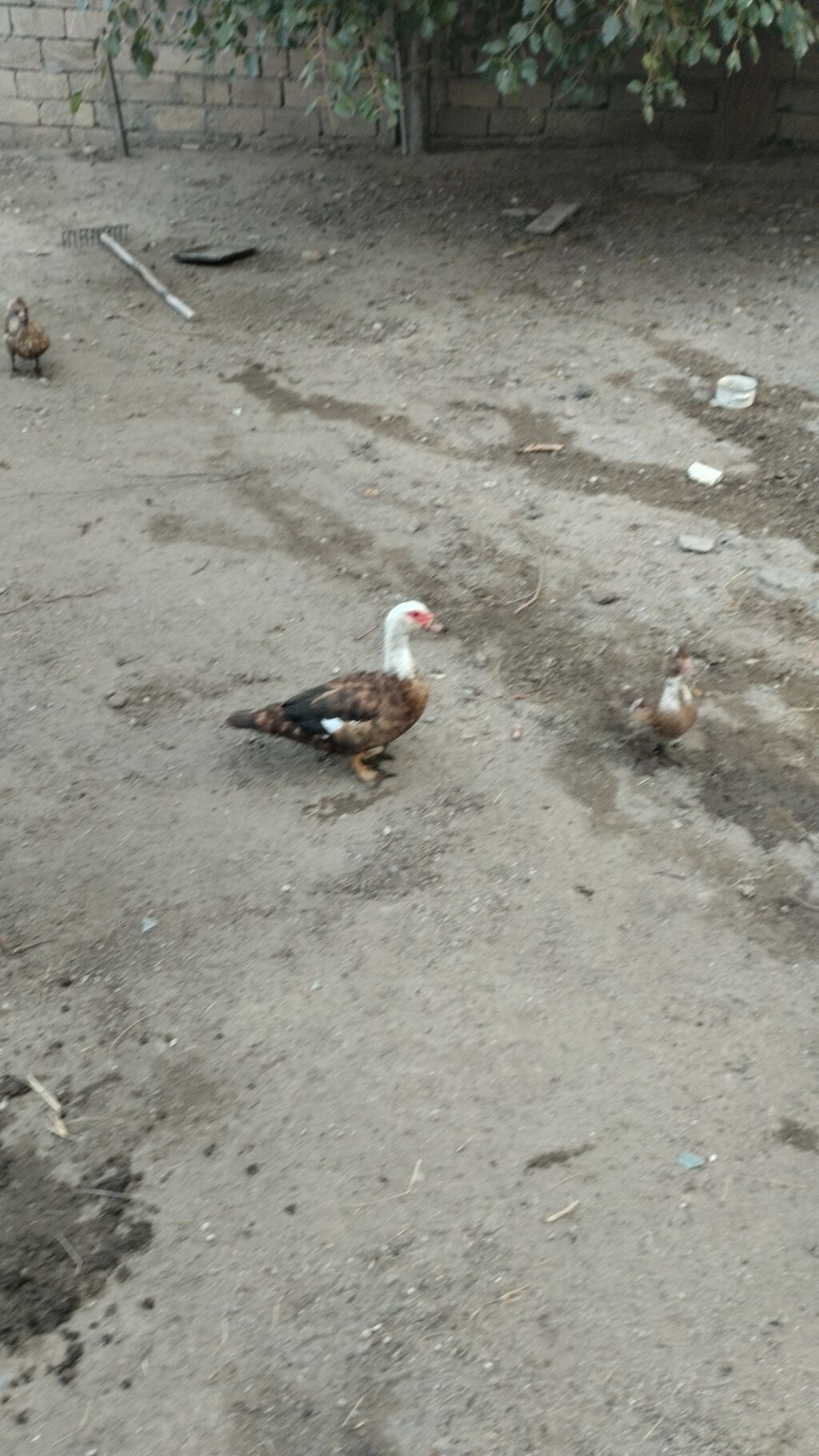 Dişi, Lal ördək, Damazlıq — Digərləri, Digah (7)