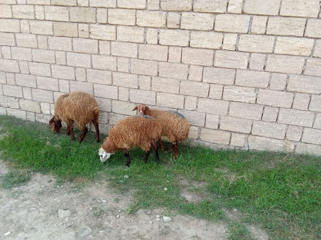 2 dene dişi quzu cütü 450 — Kənd təsərrüfatı heyvanları, Xırdalan (3)