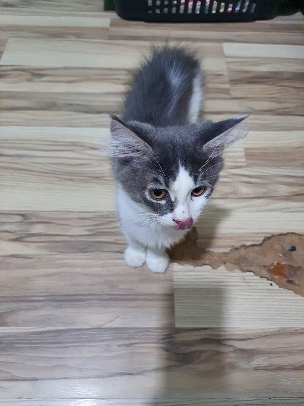 Meyn-kun, Erkək, Yaxşı əllərə — Pişiklər, Bakı (8)