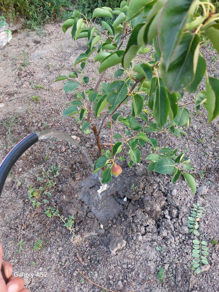 14 sot torpaq sahəsi, Nabran r — Torpaq (9)