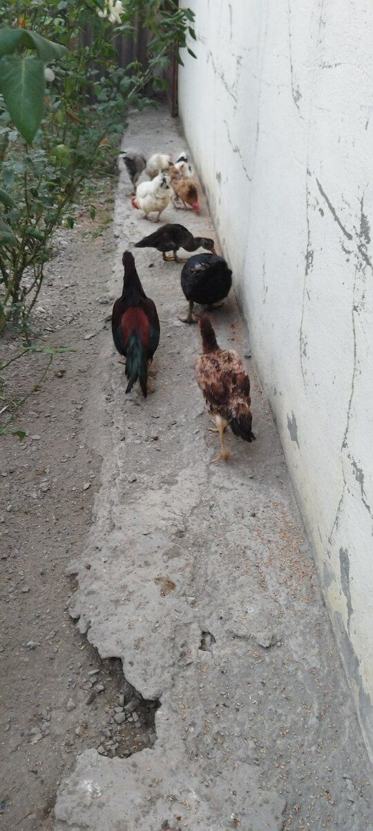 Heyratı fərə və xoruzlar — Quşlar, Xaçmaz (3)