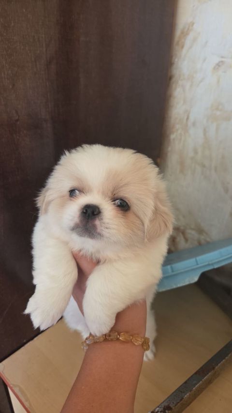 Pekines, 2 ay, Dişi — Bakı
