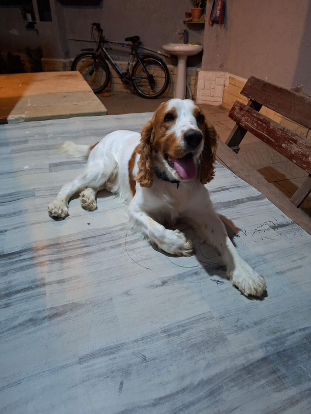 İngilis Springer Spaniel tipli it - Rəng: ağ-qəhvəyi ləkəli - Uzun — Köpəklər, Bakı (2)