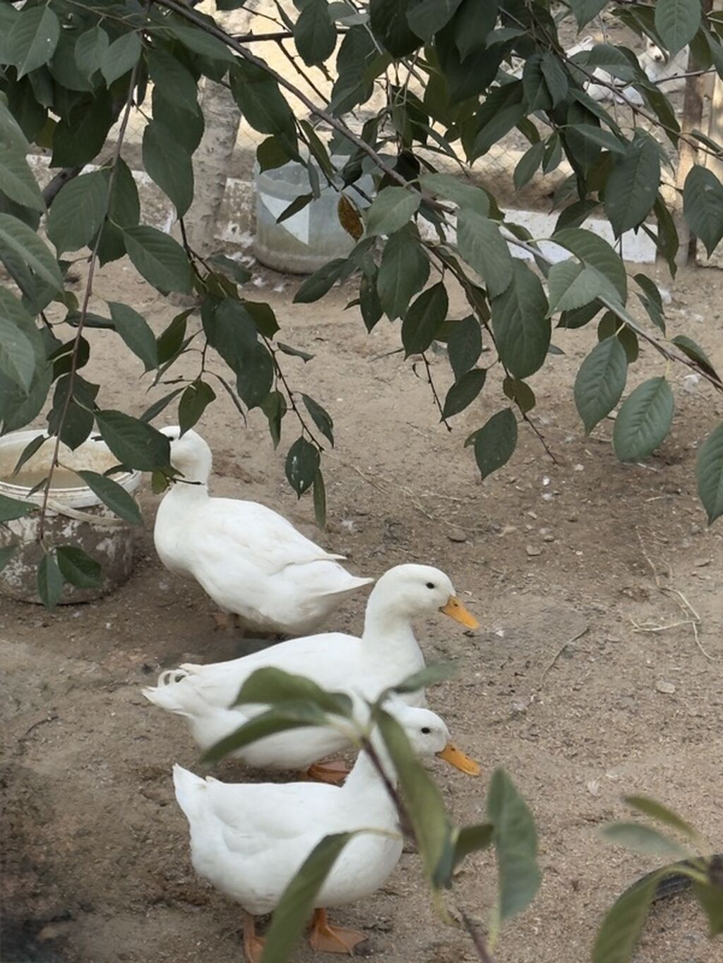 Ağ ördəklər – ev quşu - Rəng: tam ağ lələklər, narıncı dimdik və — Digərləri, Digah (6)