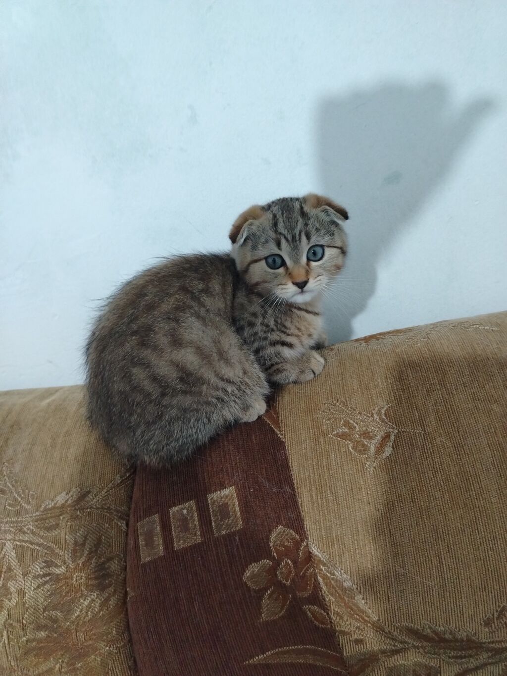 Qızıl şinşilla, Dişi, Ünvandan götürmə, Ödənişli çatdırılma — Pişiklər, Bakı (2)