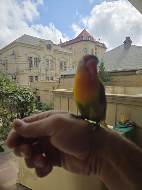 Fisher Lovebirds — Bakı