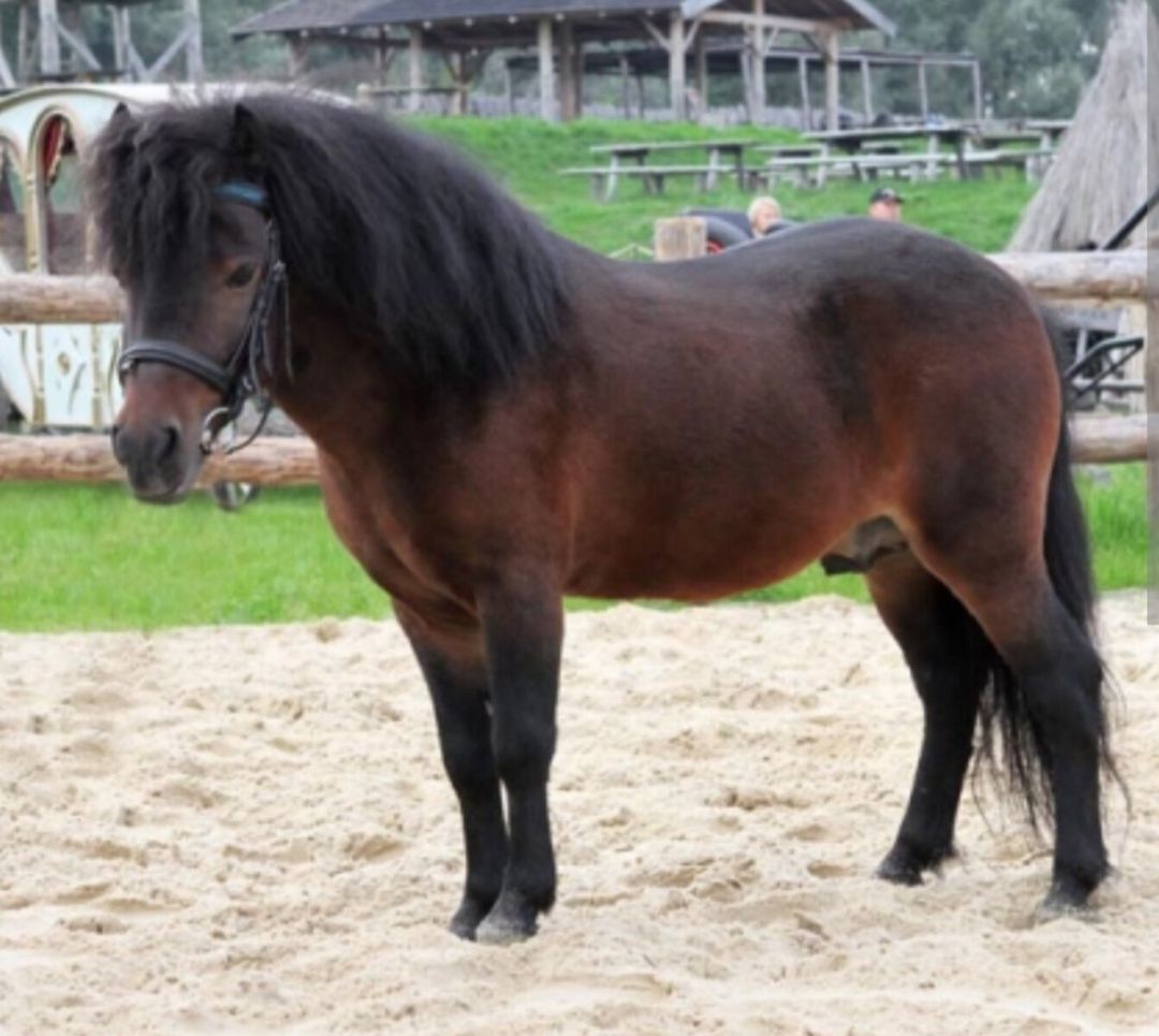 Poni atları — Atlar, Bakı (3)