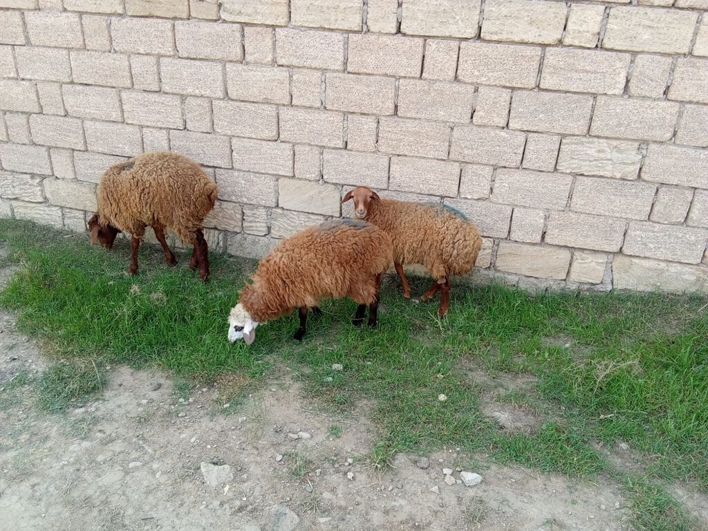 2 dene dişi quzu cütü 450 — Kənd təsərrüfatı heyvanları, Xırdalan