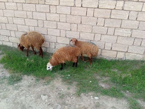 2 dene dişi quzu cütü 450 — Xırdalan