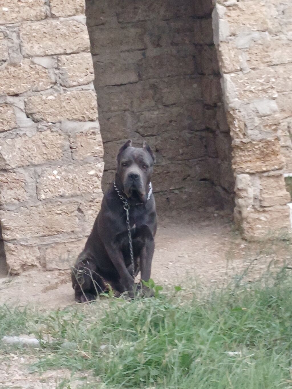 Kane-Korso, Erkək — Köpəklər, Digah (2)