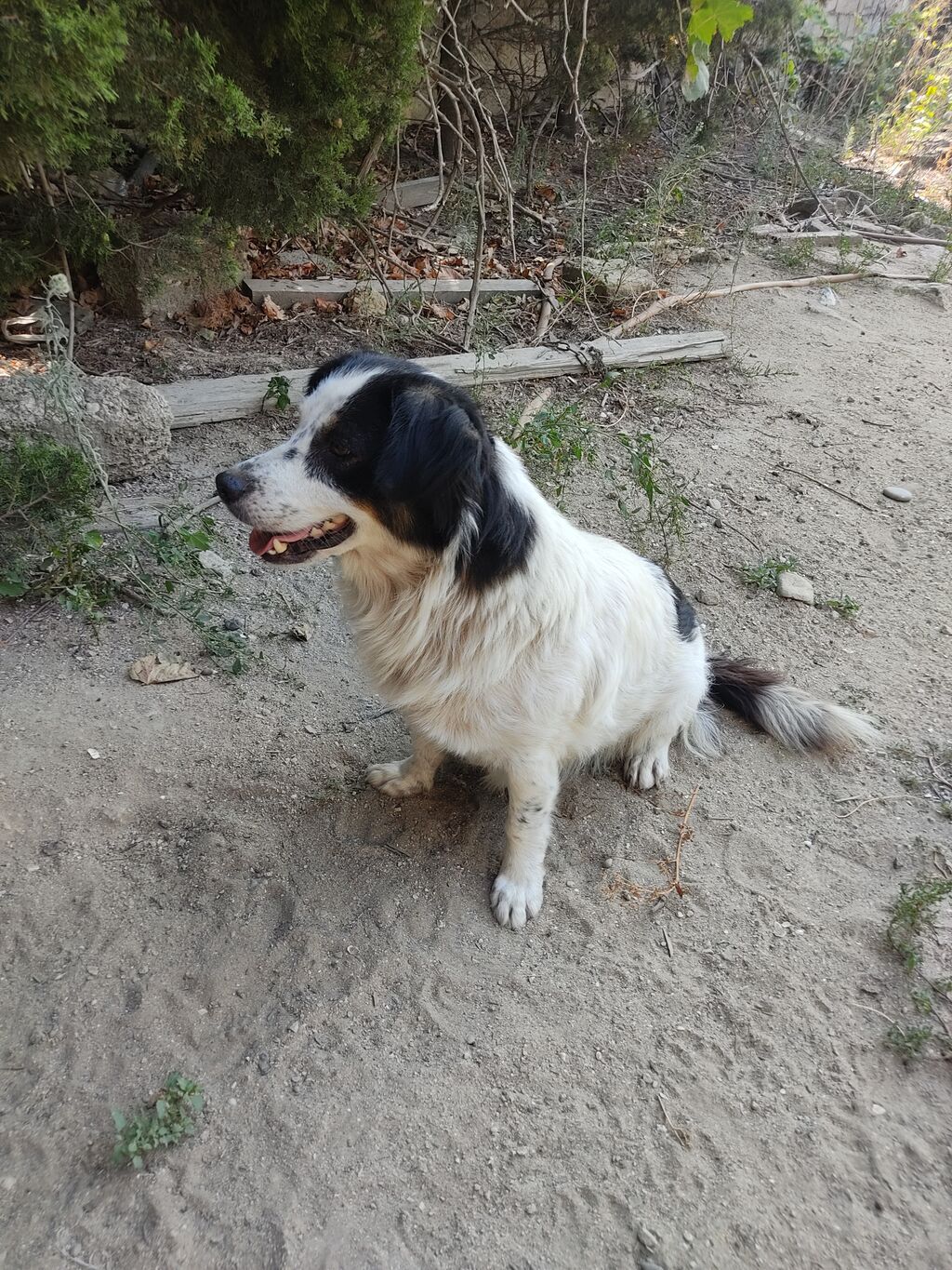 Zvonok, 1 il, Dişi — Köpəklər, Digah (5)