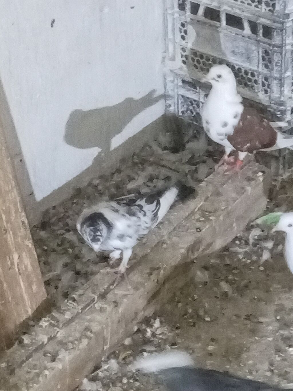 Qeyd: Şəkillərdə müxtəlif rəngdə ev göyərçinləri təqdim olunur — Göyərçin, Digah (7)
